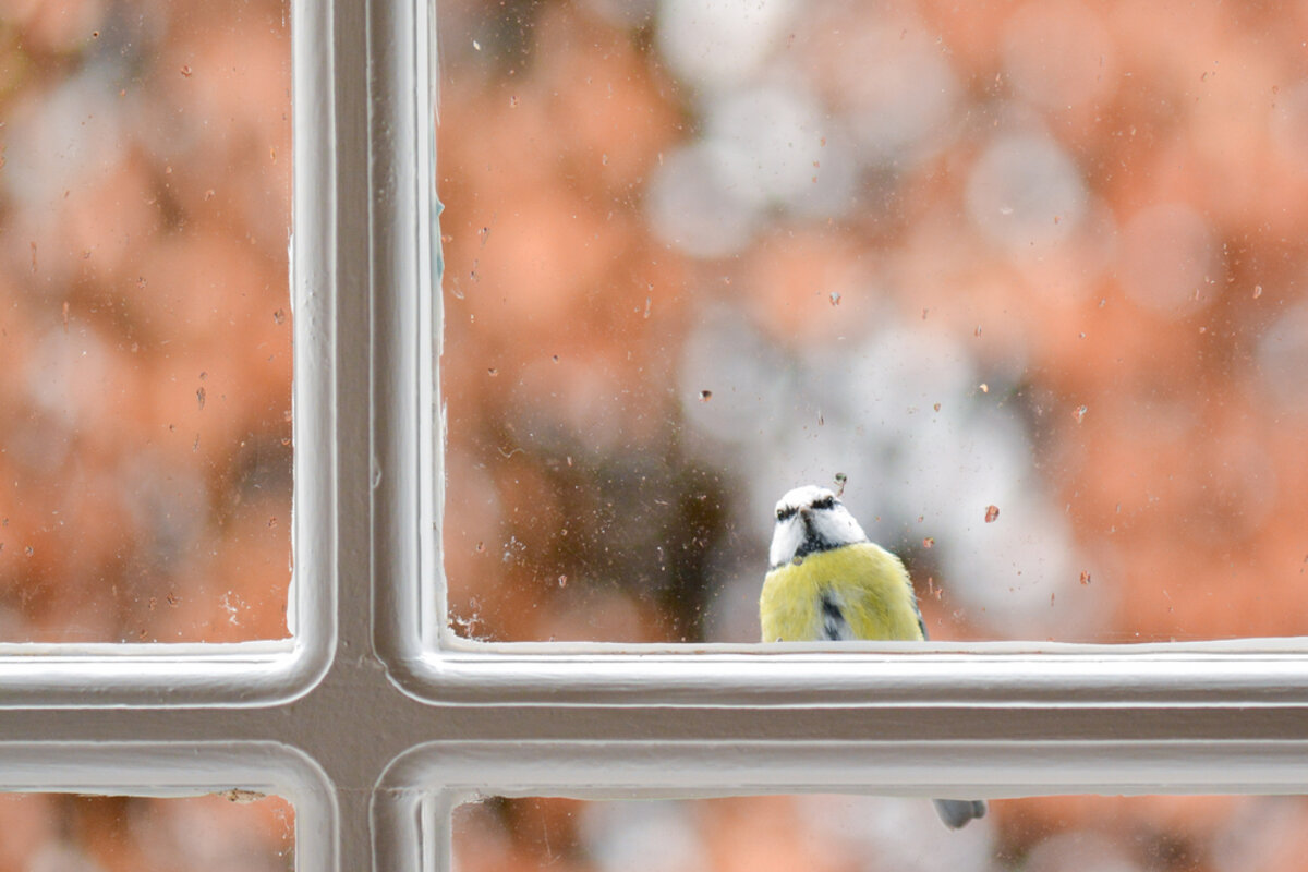 Femme souriante observant un oiseau &agrave; travers sa fen&ecirc;tre