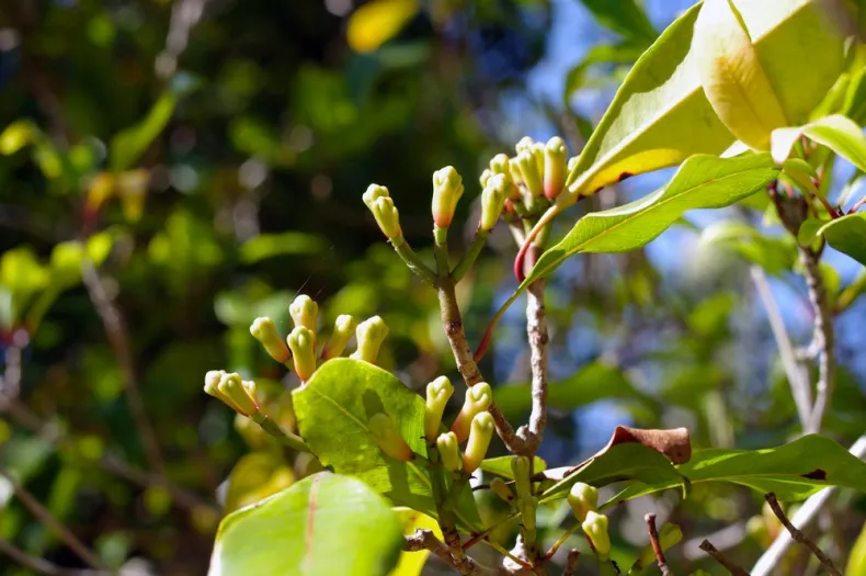 Giroflier en pot soigné à l'intérieur d'une maison
