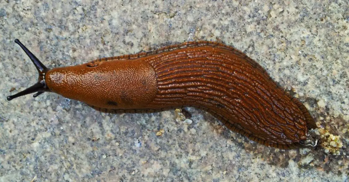 Limace sur une surface intérieure avec symbolique spirituelle