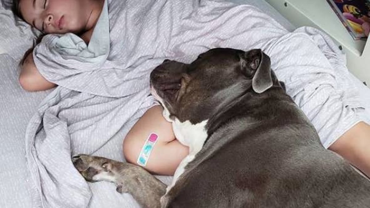 Une jeune fille blonde serrant tendrement son chien de type pitbull