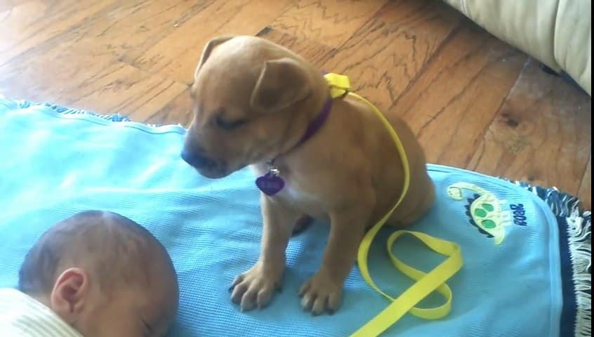Chiot stimulant délicatement un bébé